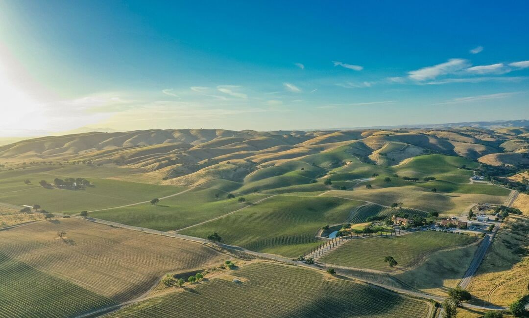 Aerial view of vineyards