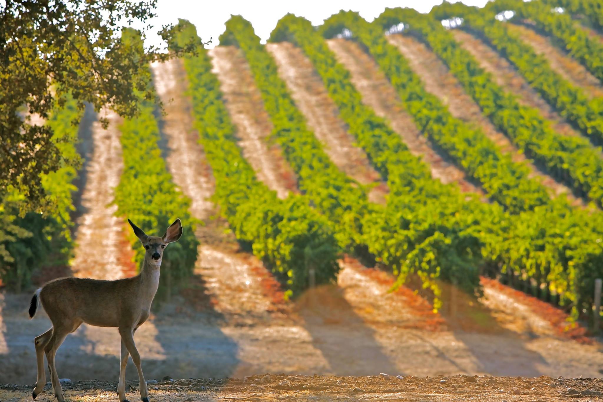 Deer in a vineyard